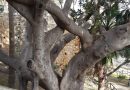 Crotone – Un albero “monumentale” nella Villa Comunale