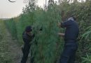 Crotone: sorpreso dai carabinieri a coltivare una piantagione di marijuana.
