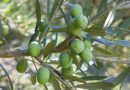 Le cultivar calabresi, le migliori varietà secondo il Consorzio di Tutela dell’Olio di Calabria IGP