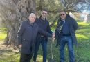 Giornata mondiale dell’olivo, il Consorzio Olio di Calabria IGP regala ulivo cultivar a Villacidro (Ca)