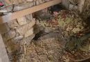 Scoperta una Piantagione di Marijuana in un Bunker Sotterraneo nel Cuore della Campagna