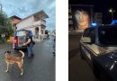 Operazione Antidroga a Crotone: Arrestato Giovane Spacciatore