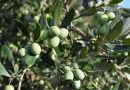 Emergenza Xylella in Calabria: Ulivi Infetti e Necessità di Un’azione Coordinata