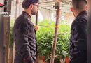 VIDEO – Scoperta di una Serre Sotterranea di Marijuana nel Cuore dell’Aspromonte