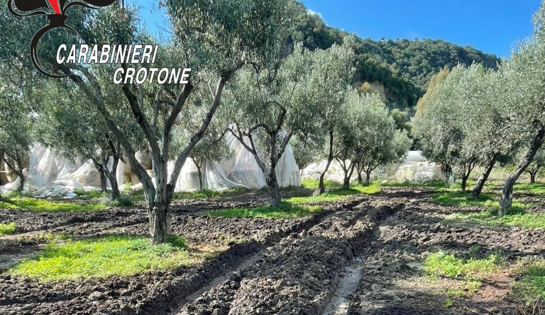 Controlli nei Frantoi Oleari: Tre Imprenditori Denunciati a Strongoli