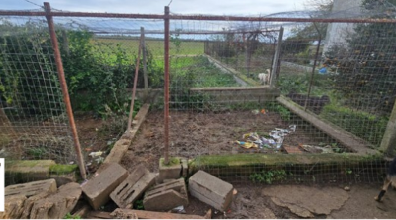 La Polizia Provinciale sequestra 7 cani e 60 gatti a Corigliano Rossano