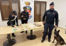 GIOIA TAURO: COCAINA E MARIJUANA NASCOSTE IN CASA E IN UN TERRENO. ARRESTATO UN UOMO GRAZIE AL FIUTO DEL CANE ANTIDROGA