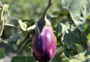 “Melanzana Violetta di Longobardi: Un Tesoro Calabrese Diventa Presidio Slow Food”