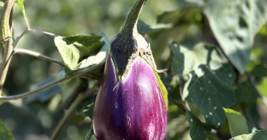 “Melanzana Violetta di Longobardi: Un Tesoro Calabrese Diventa Presidio Slow Food”