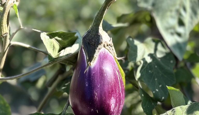 “Melanzana Violetta di Longobardi: Un Tesoro Calabrese Diventa Presidio Slow Food”