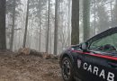 SERRA SAN BRUNO (VV) — Denunciato imprenditore boschivo per taglio irregolare nel Parco delle Serre