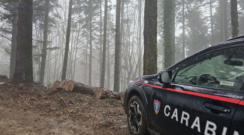 SERRA SAN BRUNO (VV) — Denunciato imprenditore boschivo per taglio irregolare nel Parco delle Serre SERRA SAN BRUNO (VV) — Denunciato imprenditore boschivo per taglio irregolare nel Parco delle Serre