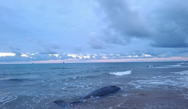 Ritrovata sulla costa crotonese una femmina di Zifio gravida: un evento scientifico di rara eccezione