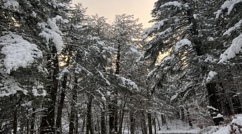 Riserva della Biosfera Sila: Aperte le Candidature per Nuovi Progetti fino al 30 Marzo