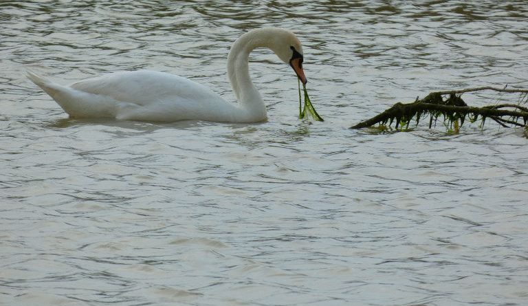 Cigno reale sverna alla foce del torrente Passovecchio: presenza di rilievo naturalistico per la costa ionica Cigno reale sverna alla foce del torrente Passovecchio: presenza di rilievo naturalistico per la costa ionica