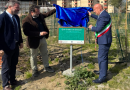 Un Bosco per i Nuovi Nati: Crotone Inaugura un Polmone Verde da 2.200 Alberi nel Quartiere Tufolo