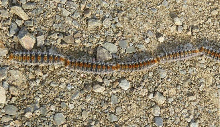 Allarme Processionaria sul Lungomare di Crotone: Appello dei Cittadini per Interventi Immediati
