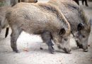 Cinghiali in città a Crotone, l’analisi degli esperti: “Fenomeno complesso, serve un approccio scientifico”