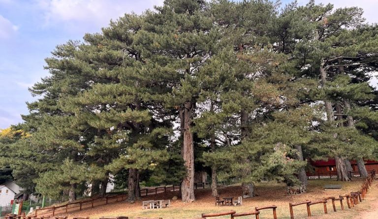 Wi-Fi gratuito a 1500 metri: Petilia Policastro connette il Villaggio Principe per rilanciare il turismo montano