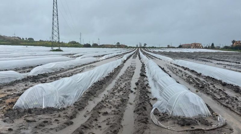 Maltempo in Calabria, furia su Alto Jonio e Crotonese: “Raccolti distrutti, è un colpo durissimo”