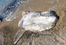 Eccezionale ritrovamento a Capo Colonna: un Pesce Luna adulto rinvenuto dai soci del Circolo Ibis per l’Ambiente