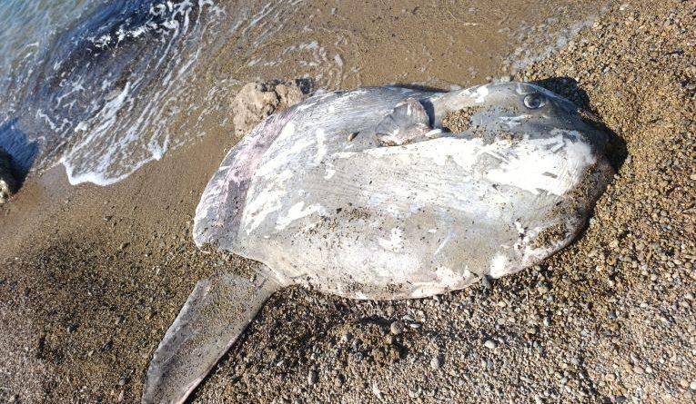 Eccezionale ritrovamento a Capo Colonna: un Pesce Luna adulto rinvenuto dai soci del Circolo Ibis per l’Ambiente