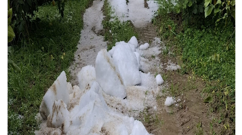 Maltempo, violenta grandinata su Rocca Imperiale: Cia Calabria Nord al fianco degli agricoltori colpiti