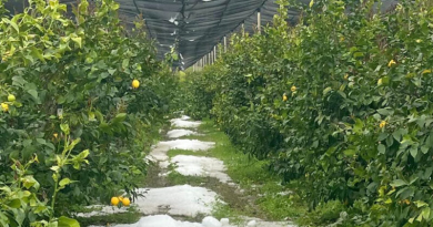 Maltempo in Calabria, agricoltura in ginocchio: la Regione chiede lo stato di calamità