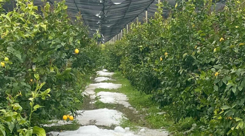 Maltempo in Calabria, agricoltura in ginocchio: la Regione chiede lo stato di calamità