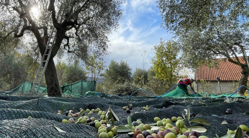 Olio Calabrese Sottocosto: L’Oro Verde Umiliato dalla Grande Distribuzione