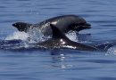 Delfini nel Porto di Crotone: “Sentinelle” della Salute del Mare Ionio