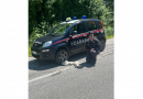 Gettati in una scarpata, cinque cuccioli salvati dai Carabinieri in Aspromonte Gettati in una scarpata, cinque cuccioli salvati dai Carabinieri in Aspromonte