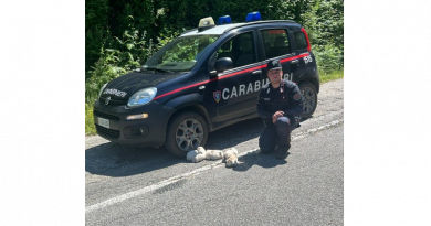 Gettati in una scarpata, cinque cuccioli salvati dai Carabinieri in Aspromonte