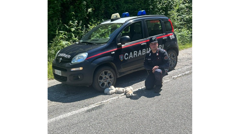 Gettati in una scarpata, cinque cuccioli salvati dai Carabinieri in Aspromonte Gettati in una scarpata, cinque cuccioli salvati dai Carabinieri in Aspromonte