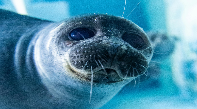 VIDEO – Un Mare da Proteggere: La Ricerca sulla Foca Monaca in Calabria