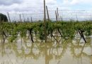 Cicloni in Calabria, la Giunta dichiara lo stato di calamità: “Danni gravissimi all’agricoltura”