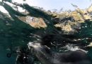 VIDEO – Un Mare da Proteggere: La Ricerca sulla Foca Monaca in Calabria