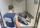 Blitz della Guardia Costiera nel Crotonese: reti abusive nell’Area Protetta e mezza tonnellata di tonno rosso senza tracciabilità sotto sequestro