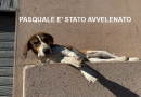 Orrore a Caulonia: Sette cani avvelenati, la comunità piange Pasquale. Il Vicesindaco denuncia: “Atto disumano, sintomo di abbandono istituzionale”