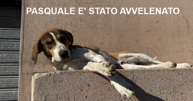 Orrore a Caulonia: Sette cani avvelenati, la comunità piange Pasquale. Il Vicesindaco denuncia: “Atto disumano, sintomo di abbandono istituzionale”