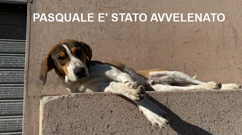 Orrore a Caulonia: Sette cani avvelenati, la comunità piange Pasquale. Il Vicesindaco denuncia: “Atto disumano, sintomo di abbandono istituzionale”