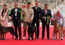 Gressa, un Cane Corso di Catanzaro, è la Regina del Mondo: Apoteosi Tricolore al World Dog Show 2026