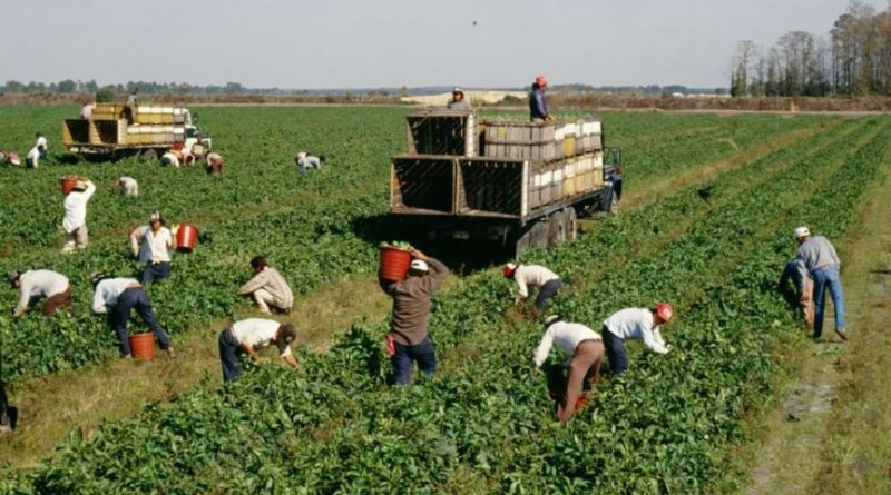 Caldo: Coldiretti Calabria, bene misure CDM. oltre 32mila di addetti nei campi regionali per la raccolta
