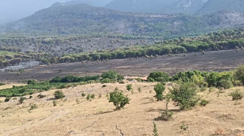 Calabria travolta da incendi e siccità: Coldiretti lancia l’allarme e chiede interventi urgenti alla Regione