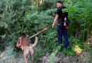 Fiuto contro il fuoco: a Olivadi parte la prima bonifica preventiva antincendio con cani speciali