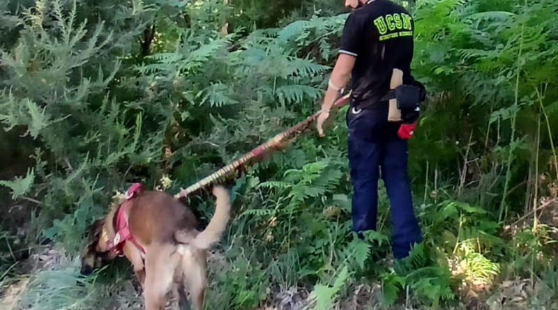 Fiuto contro il fuoco: a Olivadi parte la prima bonifica preventiva antincendio con cani speciali