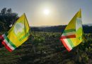 Vigneto Calabria: al via la vendemmia anticipata tra la sfida del clima e lo spettro dei rincari