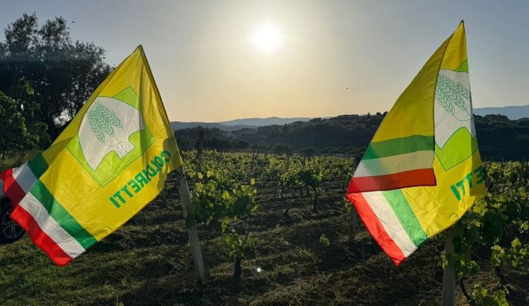 Vigneto Calabria: al via la vendemmia anticipata tra la sfida del clima e lo spettro dei rincari