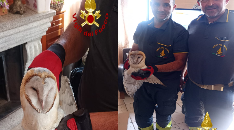 Mesoraca, vigili del fuoco salvano un barbagianni intrappolato nella canna fumaria