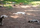 Colonie feline a Crotone: al via il censimento per tutelare gli animali e la salute pubblica